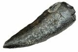Spinosaurid Dinosaur (Suchomimus) Tooth - Niger #241090-1
